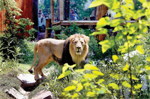 شیر ایرانی در باغ وحش ارم